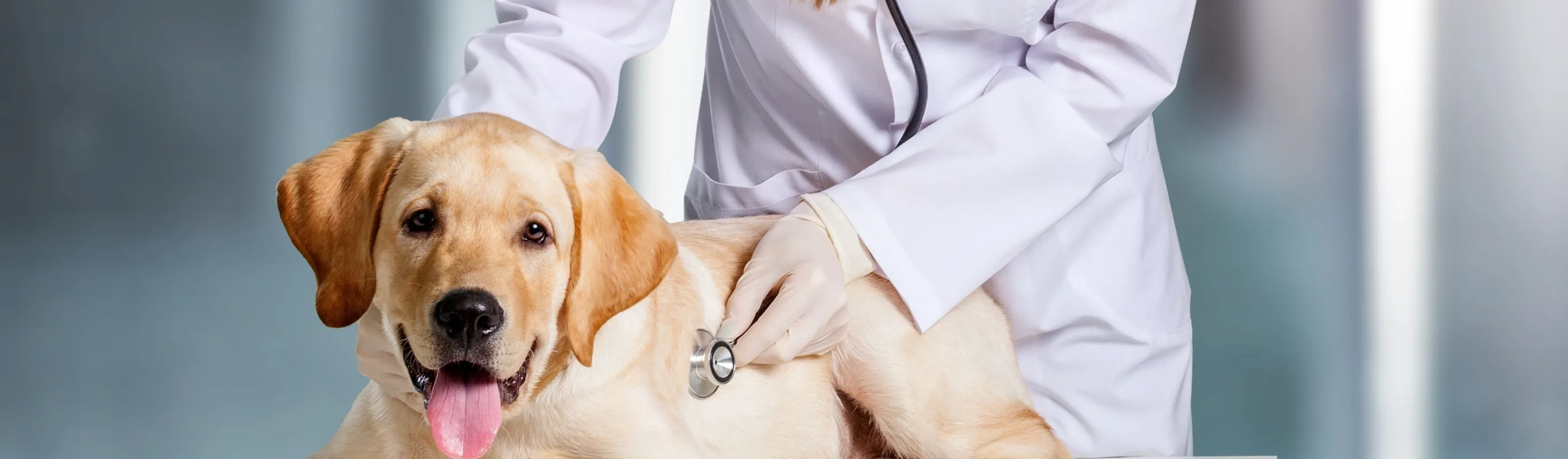 Doctor checking on dog.